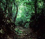 The old Natchez Trace